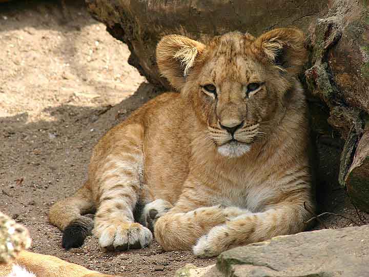 Lion Cub
